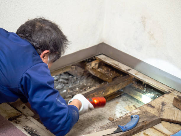 Best Affordable Mold Removal  in Mooreville, MS