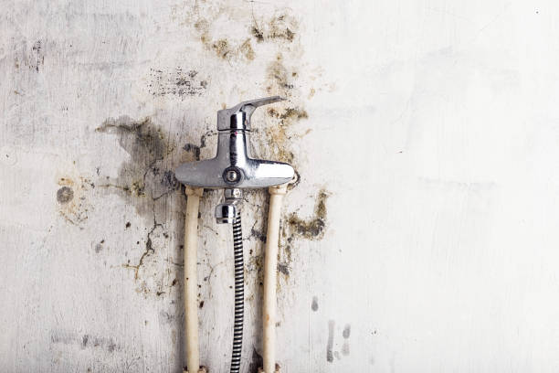 Best Commercial Mold Removal  in Mooreville, MS