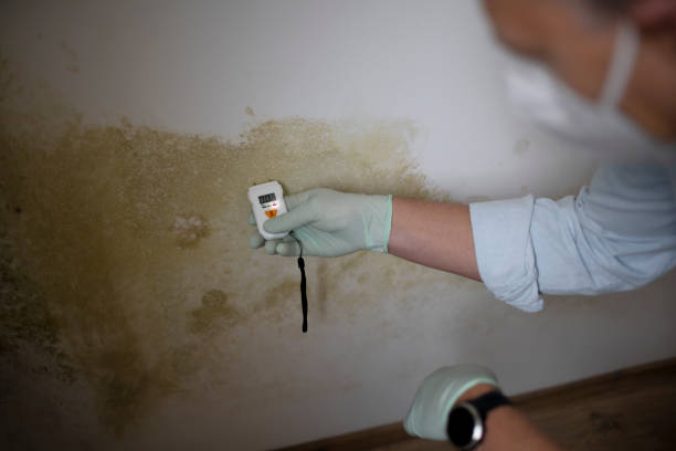 Best Certified Mold Removal  in Mooreville, MS